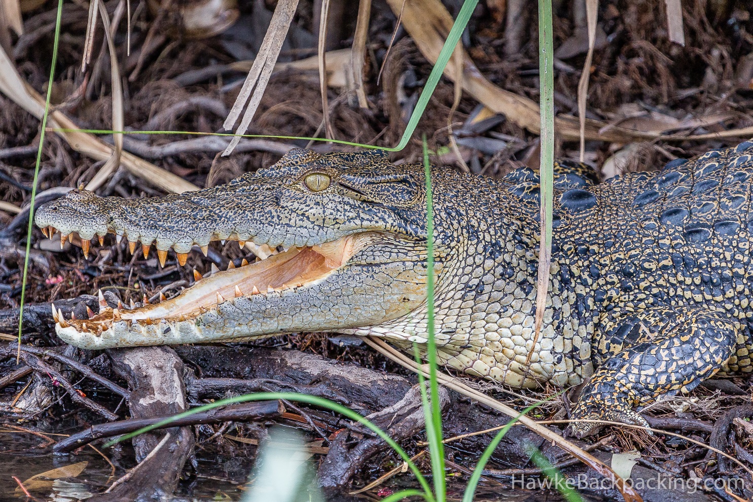 Northern Territory Wildlife - HawkeBackpacking.com